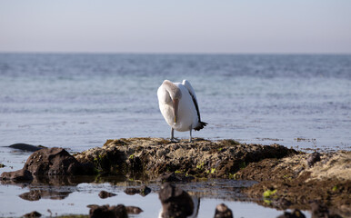 Fototapeta na wymiar The Australian pelican is a large waterbird and is widespread on the inland and coastal waters of Australia. It is a predominantly white bird with black wings and a pink bill.