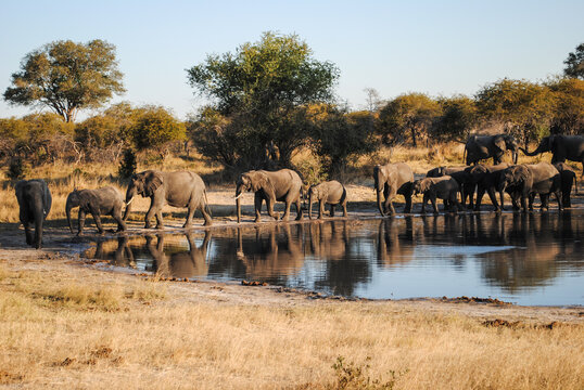 Elefanten in Simbabwe