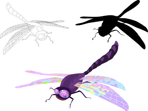 Dragonflies. Set in various formats - silhouette, contour and colorful on a white background.