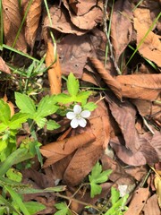 wild flowers in the forest