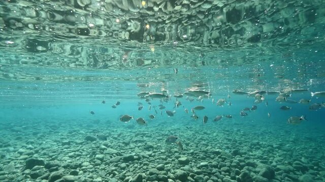 fish feeding the partucles on the surface of water underwater sea breems mullets and silversides relaxing ocean scenery