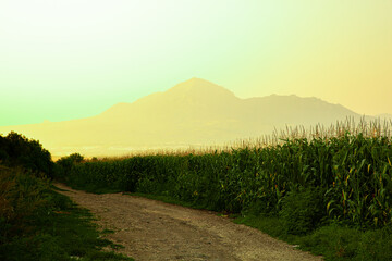 corn field near the road at sunset day