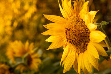 a sunny sunflower before harvest in summer