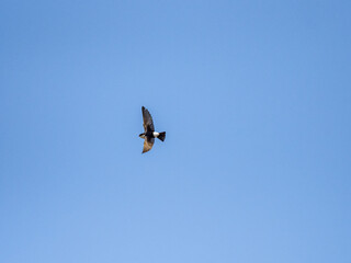 asian house martin in flight on blue sky 2