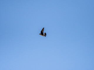 asian house martin in flight on blue sky 3
