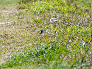 cute meadow bunting standing in the grass 2