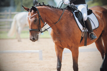 Fototapeta premium A beautiful, elegant bay horse with a braided mane and a rider in the saddle is walking through the sandy arena for a dressage competition, illuminated by sunlight.