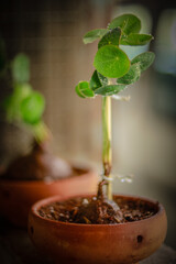 Stephania erecta Craib plant