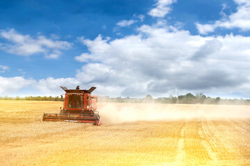 Fototapeta premium Red combine harvester is working during harvest time in the farmer’s fields, machine is cutting grain plants, agriculture concept