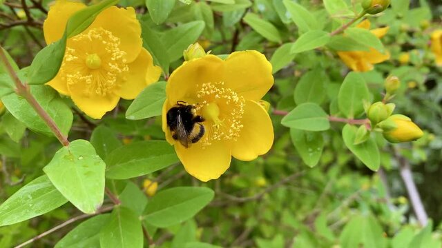 A large bumblebee pollinating the flower of Hypericum calycinum