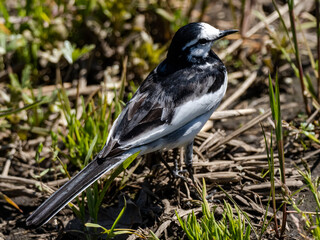 Japanese wagtail i