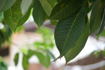 Rubber tree leaves background image