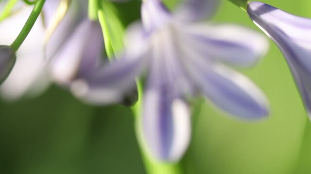 Blurred and rack focus of African lily flower with funnel-shaped petals, close up static