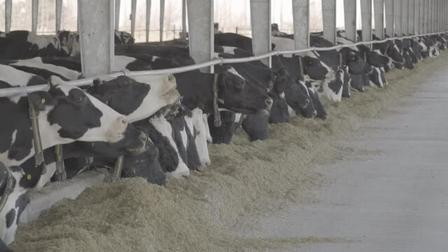 Cows eating grass in a milking yard