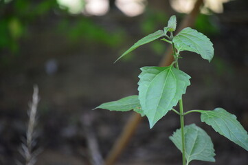 green leaves in the forest