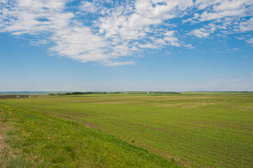 green field and blue sky
