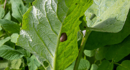 A large snail glides over a large leaf of burdock.