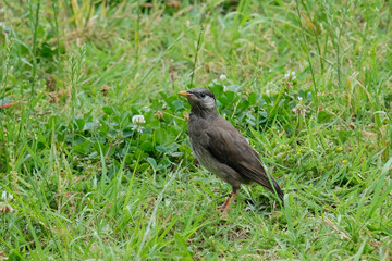 日本の野鳥 