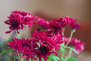 pink flowers in the garden