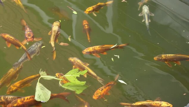 Peces en un estanque de agua 