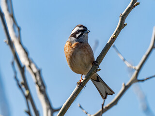 Meadow Bunting perched in a tree and blue skies 10