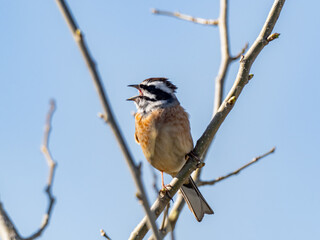 Meadow Bunting perched in a tree and blue skies 14