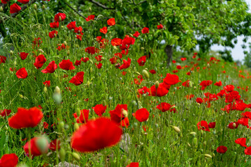 Fototapeta premium Mohnblumen am Wegrand Mitterfels im Bayerischen Wald