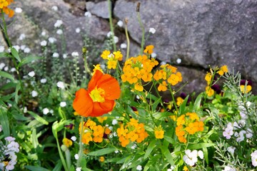 Obraz premium Blumen