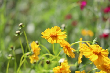 Obraz premium 花