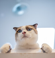 portrait of a cat, domestic cat, kitty (selective focus)