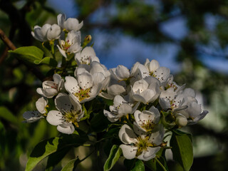 Apple tree blossoms in spring. Spring, fruit trees are blooming. Branches of apple trees in bloom.