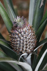 Obraz premium close up of pineapple