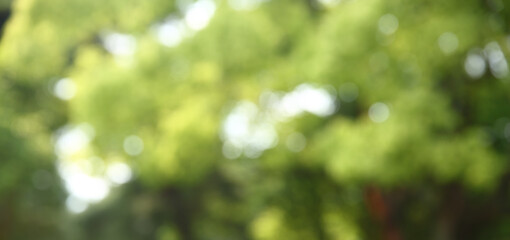 ぼけた緑の背景