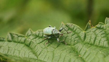 turquoise weevil on a leaf, selective focus image