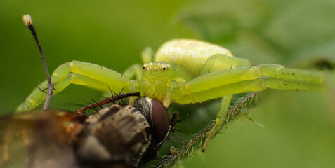 green spider caught a fly, selective focus image