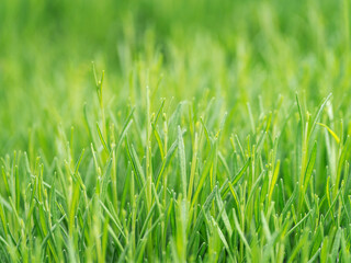 Green background from a leaf. Pattern. Background for an inscription.