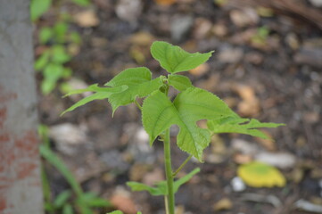 green leaves of a tree