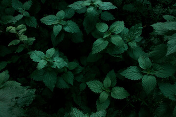 Top view of green plants growing background