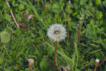 Adulterant seeds fly over the air