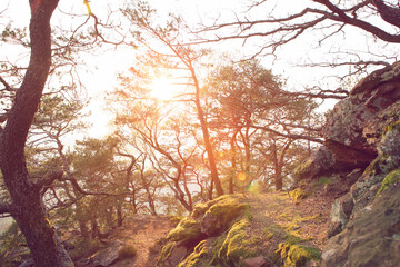 sunset at palatine forest nice wood timber logs moss