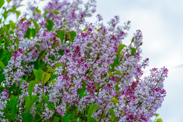 Obraz premium Beautiful lilac flowers among green foliage against the sky, copy space