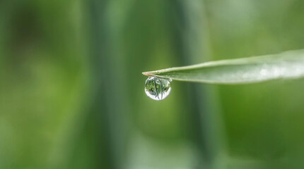 a drop of morning dew on the tip of the grass