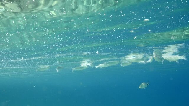 fish feeding the partucles on the surface of water underwater sea breems mullets and silversides relaxing ocean scenery
