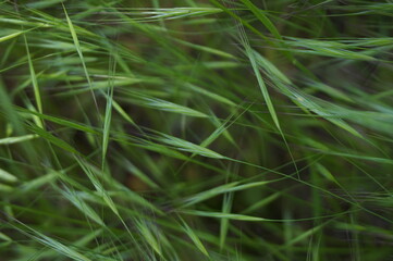 Background from ears of green grass on the field.