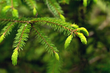 Young spring shoots of a spruce branch are bright green on a blurred background close-up, copy space. Fresh cones on a green fir tree.
