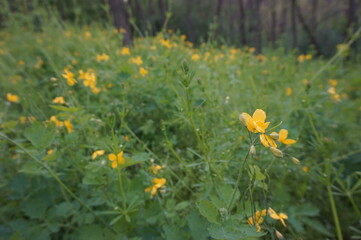 Yellow celandine flowers grow in the forest.