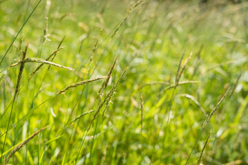 Hierba en exterior, verde y natural