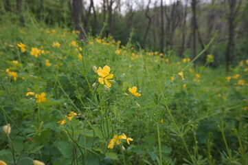 Yellow celandine flowers grow in the forest.