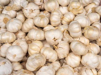 raw garlic harvested from farm for cooking ingredient