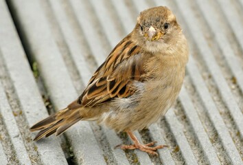 Spatz blickt in die Kamera